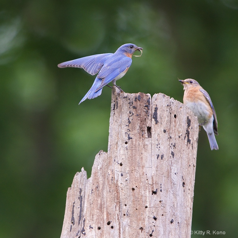 Bluebird Couple Bringing Home the Groceries