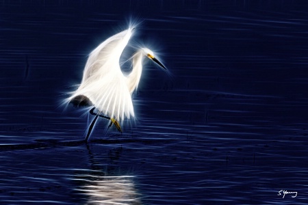 Egret Dance; Chincoteague, Va