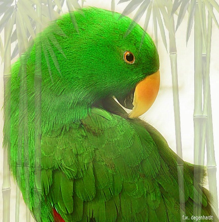 Green Parrot