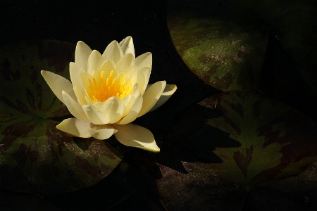 Yellow water lily #3