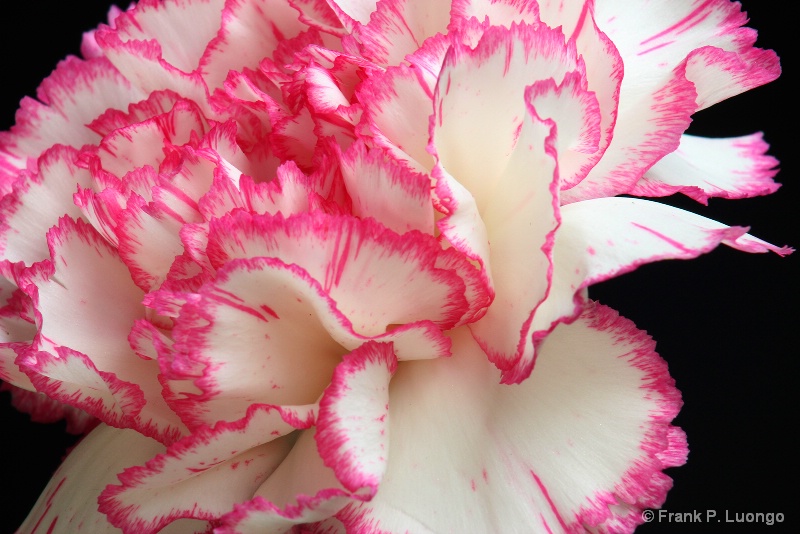 Carnation in Profile