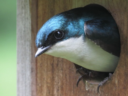 Peek A Boo Tree Swallow