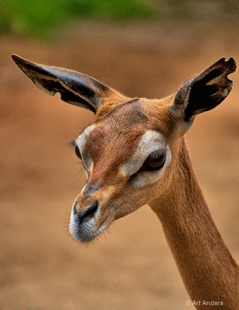 long slender neck