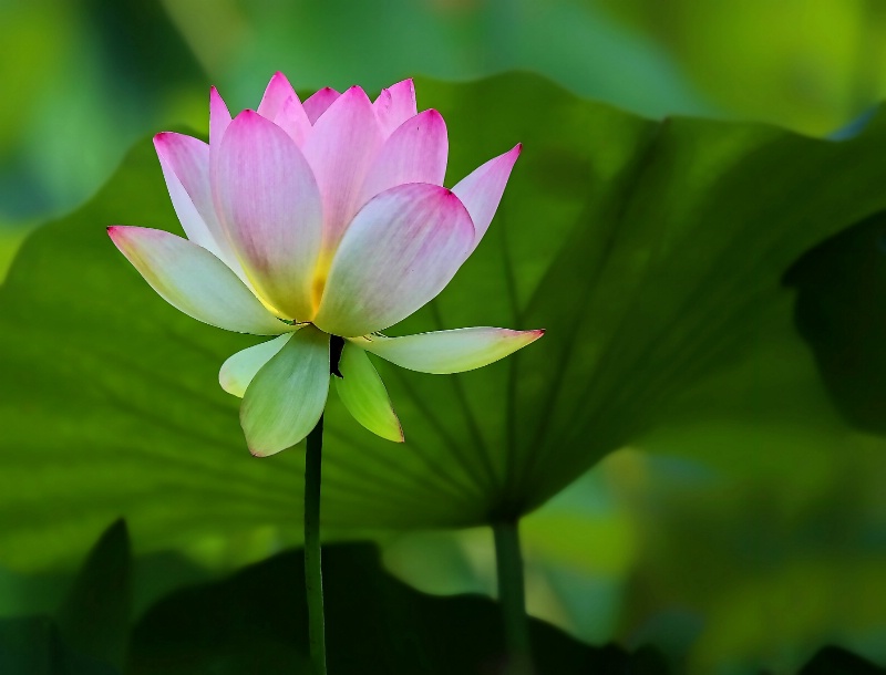 Lotus