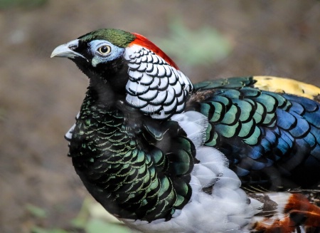 Portrait of Lady Amherst's pheasant