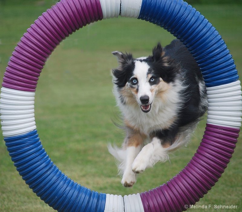 I Jump Through Hoops for You