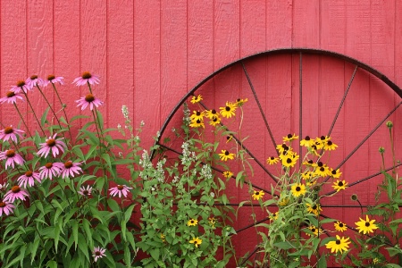 Country Flowers