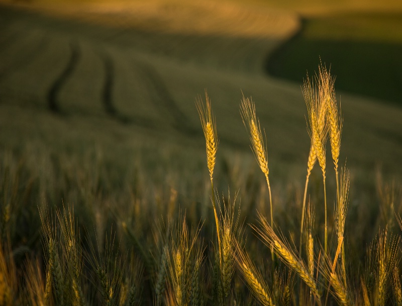 Land of Wheat
