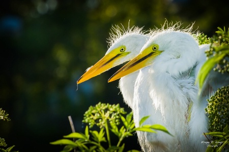 Egret Twins