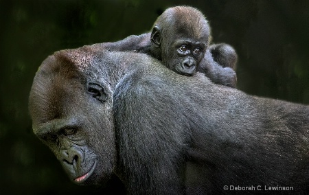 Silverback Ride