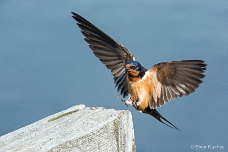 Landing Barn Swallow