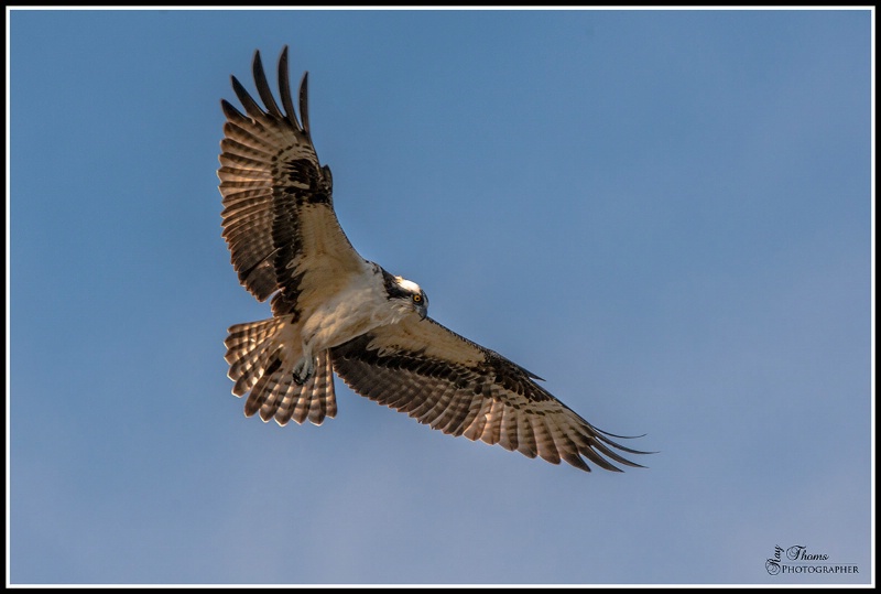 Osprey