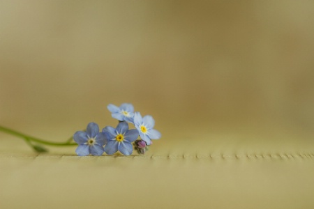 Forget-me-not