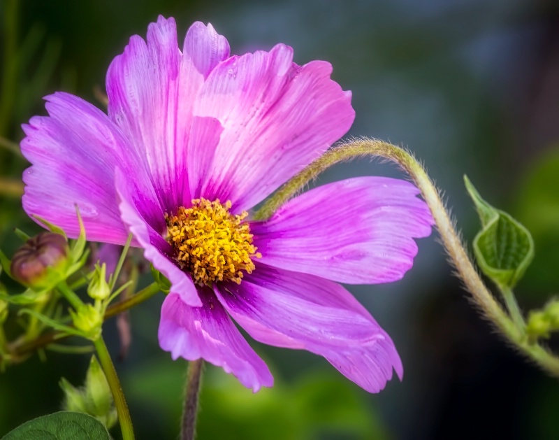 Pink Wildflower