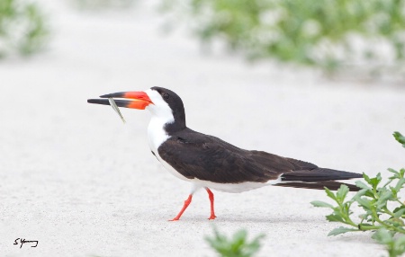 Skimmer With Fish; Nickerson Beach, NY