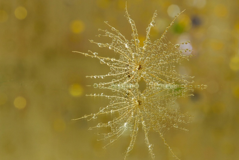 Dandelion Drops