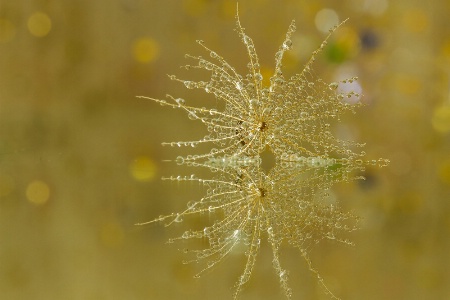 Dandelion Drops