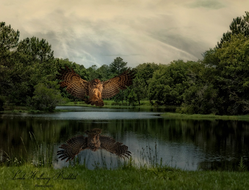 Owl  Over  Water