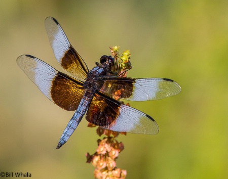 Widow Skimmer