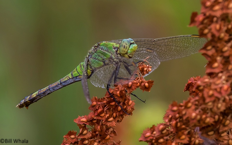 Green on Millet