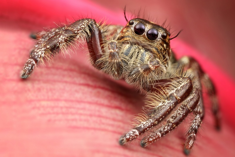 Jumping spider