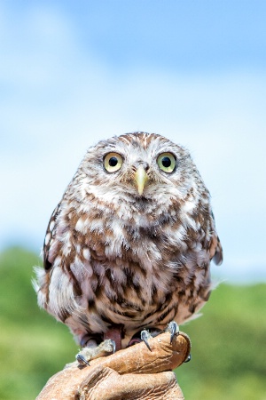 Little Owl