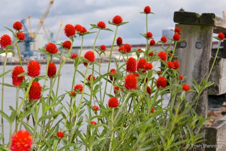 Flowers on the Pier...