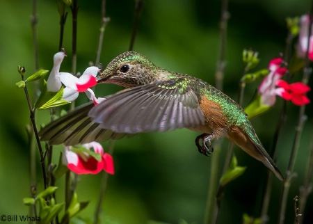 Freeze Frame Hummingbird