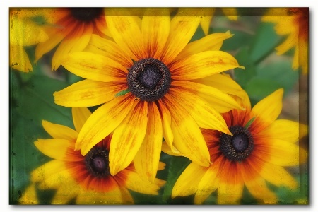 black-eyed susans