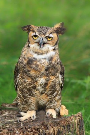 Great Horned Owl