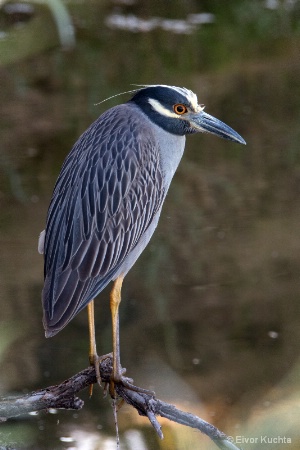 Yellow-crowned Night-Heron