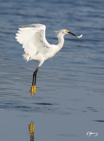 Snowy Egret With Fish; Chincoteague, Va