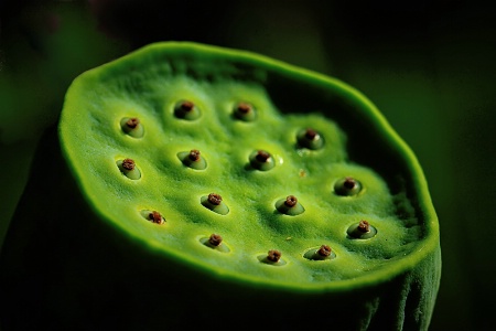 Lotus Pod