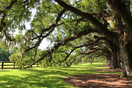 Southern Oaks