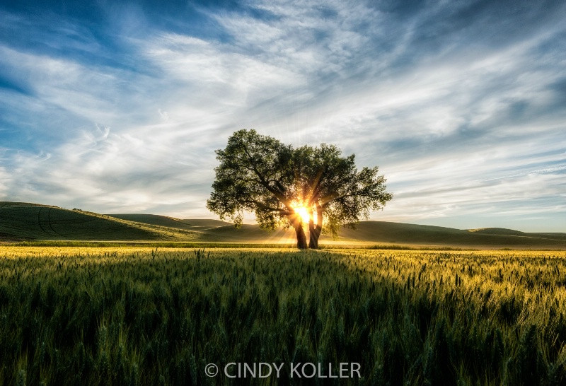 Lone Tree at Sundown