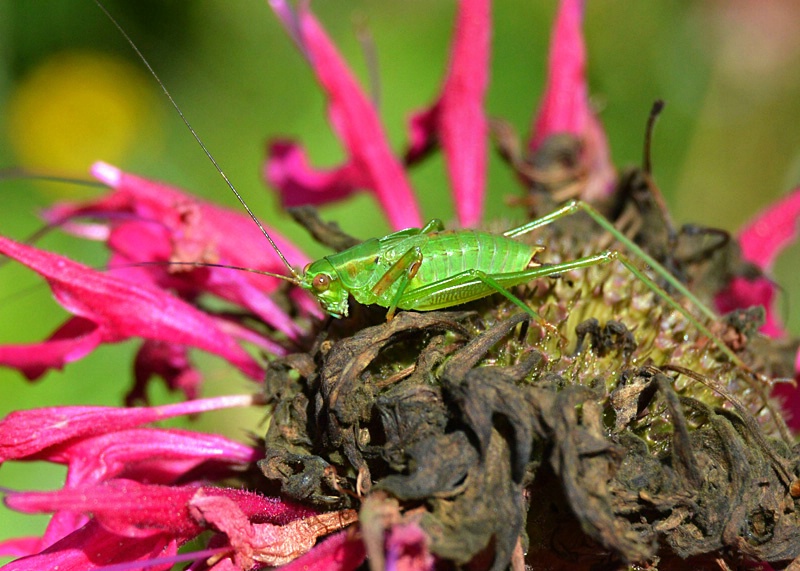 Long Antennae, Long Legs