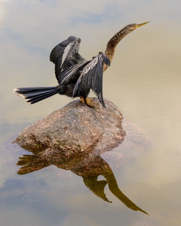 Lady Anhinga