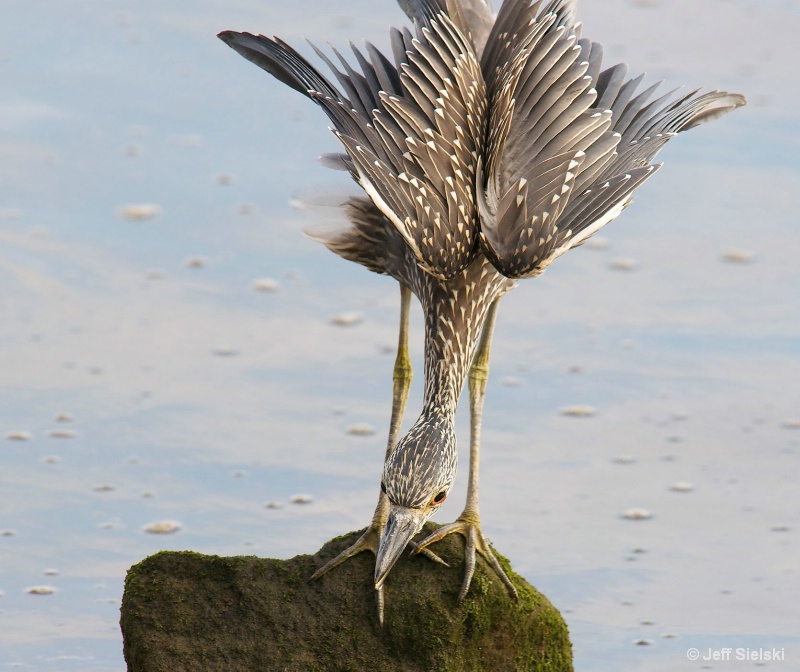 One Big Stretch!! Immature Heron 