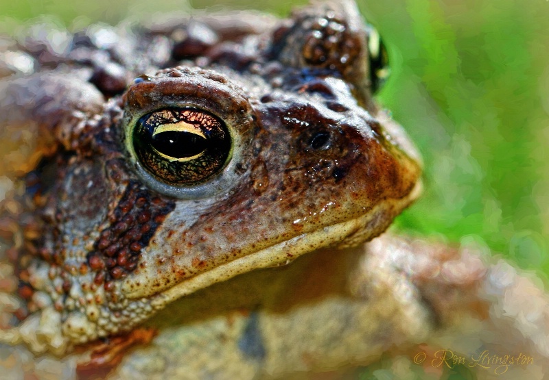 Eye of the Toad