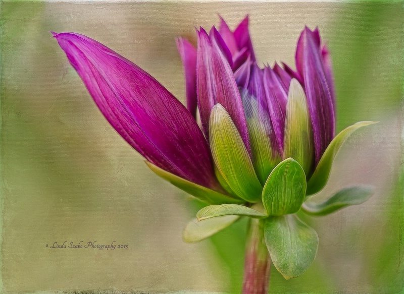 Blooming Dahlia