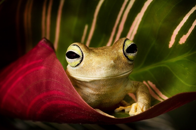 Emerald Green Eyed Tree Frog