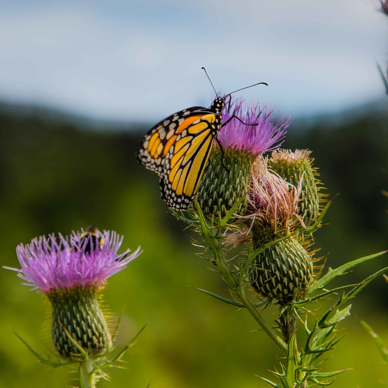 Mnoke Prarie Monarch Butterfly 2015 - ID: 14978086 © John A. Roquet