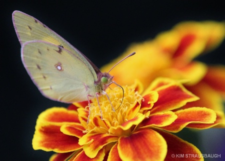 Butterfly & Marigold