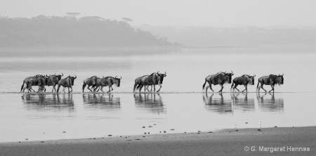 Wildebeest crossing Lake Ndutu