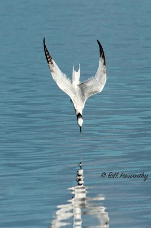 Tern Diving