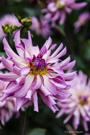 Dahlia- Botanical Garden In Mendocino, CA