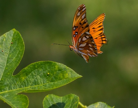 Gulf fritillary Laying Eggs