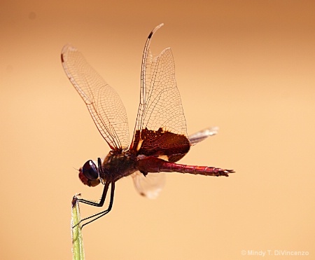 Dragonfly With Torn Wing