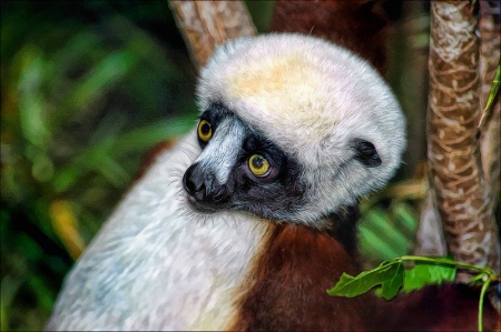 Coquerel's Sifaka