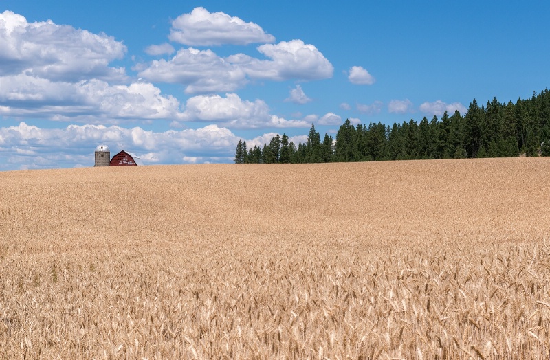 Wheat Fields